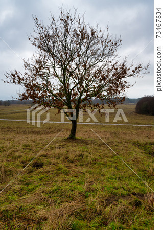 A lone tree at a moor. Picture from Revingehed, Scania, Sweden 73467834