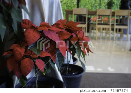 Red poinsettia flower interior decoration 73467874