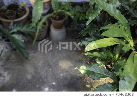 Beautiful summer green garden minimal style 73468308