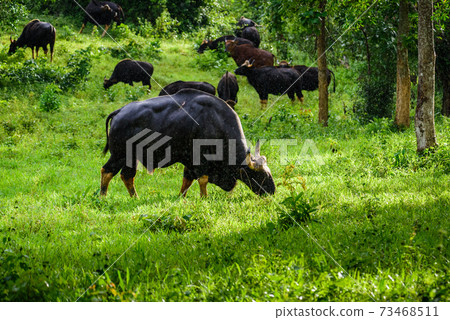 Gaur, Indian bison in the nature. Gaur, Indian bison in the nature. 73468511