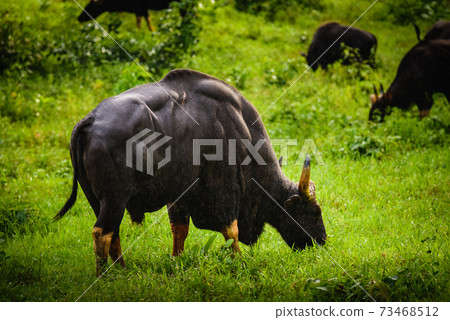 Gaur, Indian bison in the nature. Gaur, Indian bison in the nature. 73468512