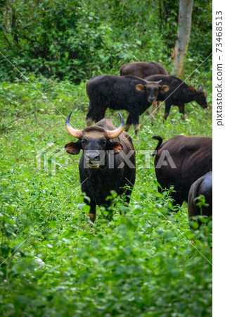 Gaur, Indian bison in the nature. Gaur, Indian bison in the nature. 73468513