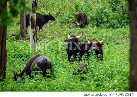 Gaur, Indian bison in the nature. Gaur, Indian bison in the nature. 73468514