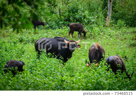 Gaur, Indian bison in the nature. Gaur, Indian bison in the nature. 73468515