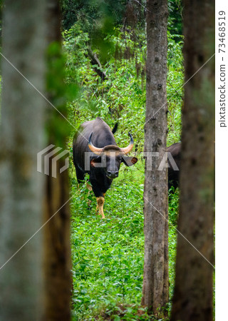 Gaur, Indian bison in the nature. Gaur, Indian bison in the nature. 73468519