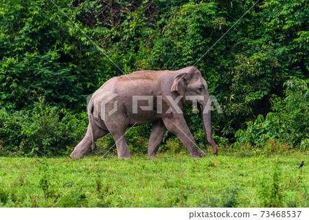 Wild elephant in the beautiful forest Wild elephant in the beautiful forest 73468537