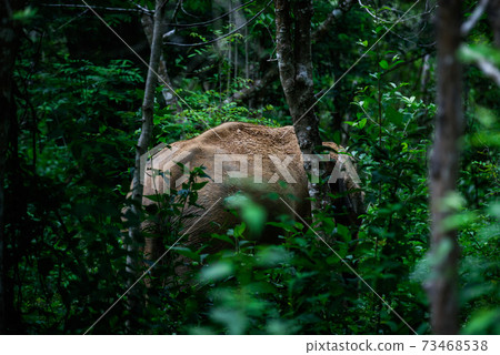 Wild elephant in the beautiful forest Wild elephant in the beautiful forest 73468538