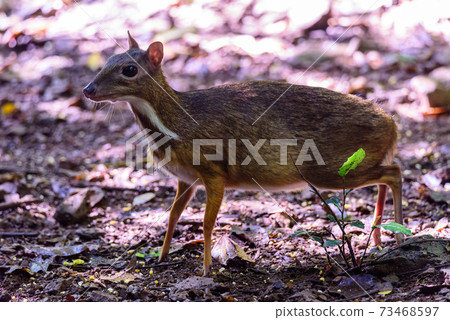 Lesser mouse-deer (Tragulus kanchil) walking in real nature at Kengkracharn National Park,Thailand Lesser mouse-deer (Tragulus kanchil) walking in real nature at Kengkracharn National Park,Thailand 73468597