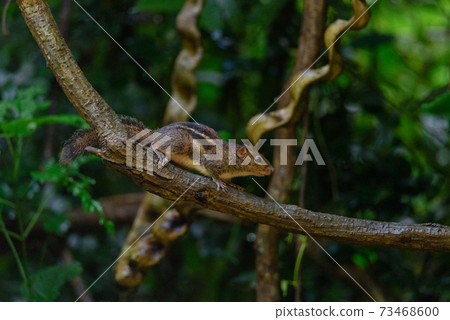 Pallas's squirrel, Callosciurus erythraeus, hunts for food Pallas's squirrel, Callosciurus erythraeus, hunts for food 73468600