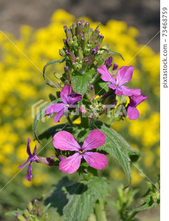 Hesperis Matronalis flower 73468759