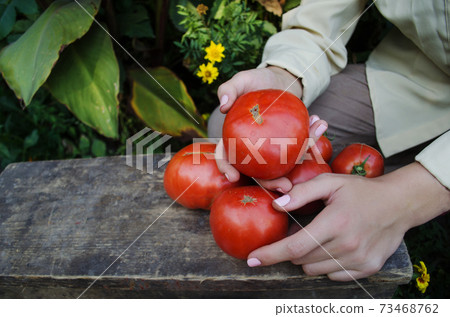 Colorful organic tomatoes in farmers hands 73468762