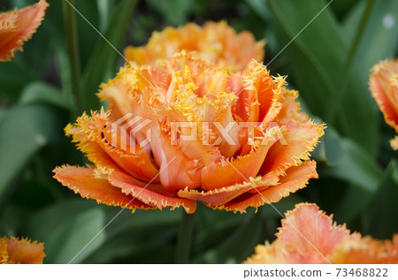 Sensual Touch tulip. Orange double petal tulip Sensual Touch tulip. Orange double petal tulip 73468822