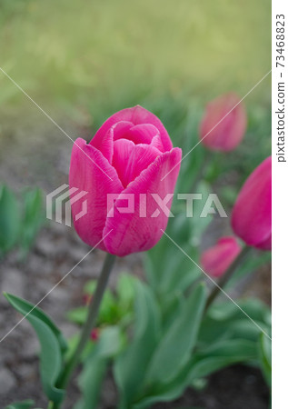 Pink tulips blooming in garden Pink tulips blooming in garden 73468823