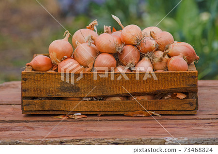Onion in wooden box Onion in wooden box 73468824