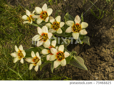 Beautiful white tulips Beautiful white tulips 73468825