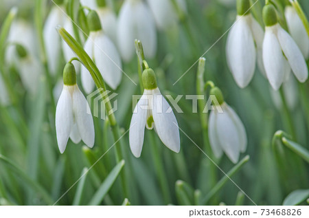 Snowdrop flower in nature Snowdrop flower in nature 73468826