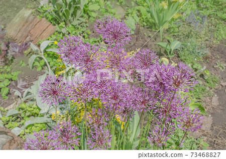 Wonderful allium giganteum 73468827