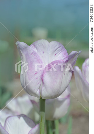Closeup Triumph tulip Shirley in flowerbed Closeup Triumph tulip Shirley in flowerbed 73468828