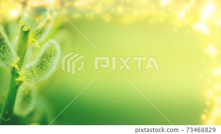 Pussy willows branches on a green background. Space for text. Pussy willows branches on a green background. Space for text. 73468829