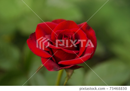 Red roses on a bush in a garden. Red rose flower 73468830