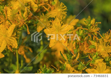 Hypericum close up Hypericum close up 73468831