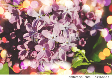 Spring lilac violet flowers Spring lilac violet flowers 73468833