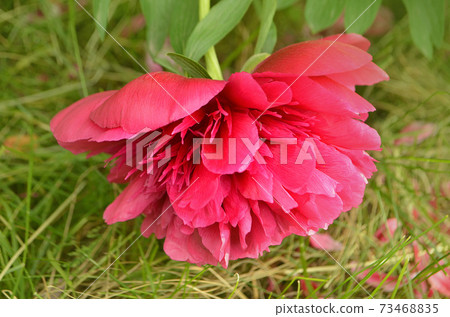 Red peonies in the garden. Red peony macro photo. Burgundy peony flower Red peonies in the garden. Red peony macro photo. Burgundy peony flower 73468835