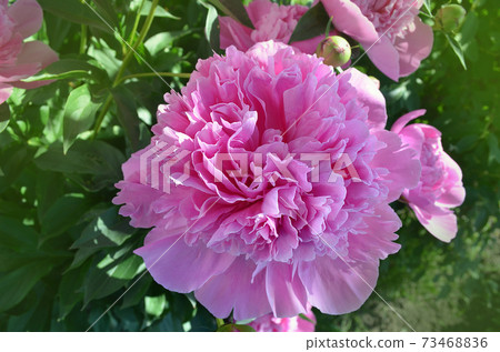 Scented pink peonies. Pink trendy colored peony Scented pink peonies. Pink trendy colored peony 73468836