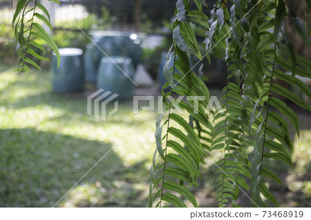 Beautiful summer green garden minimal style Beautiful summer green garden minimal style 73468919