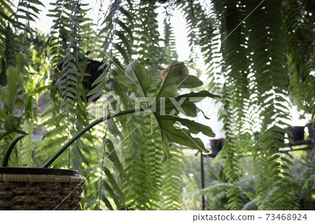 Beautiful summer green garden minimal style Beautiful summer green garden minimal style 73468924
