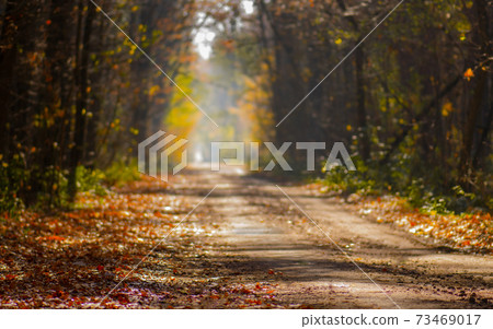Beautiful orange and red autumn forest. Autumn road with fall foliage trees 73469017
