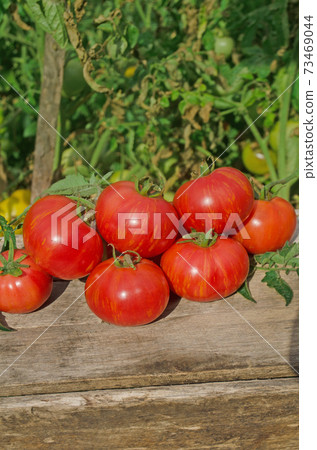 Fresh organic juicy tomatoes. Berkeley Tie Dye pink tomatoes on wooden table Fresh organic juicy tomatoes. Berkeley Tie Dye pink tomatoes on wooden table 73469044