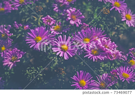 Bushes blooming Aster amellus 73469077