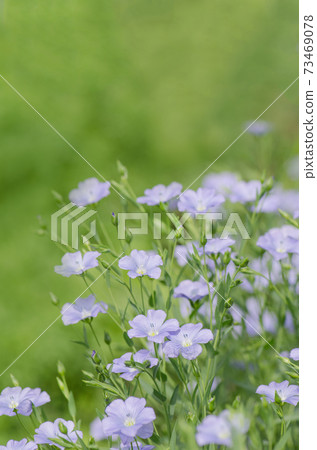 Linum lewisii flower. Blue flax flowers 73469078