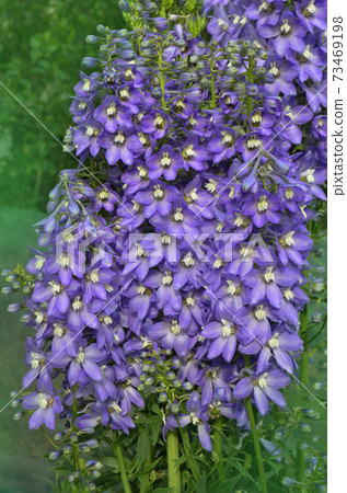 Delphinium blue delphinium doubles collection 73469198