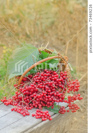 Viburnum in basket. Guelder rose berries Viburnum in basket. Guelder rose berries 73469216