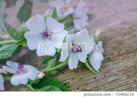 Blossom of marshmallow Blossom of marshmallow 73469218