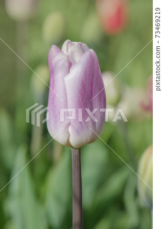 Closeup Triumph tulip Shirley in flowerbed Closeup Triumph tulip Shirley in flowerbed 73469219
