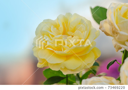 Blossom orange roses Blossom orange roses 73469220