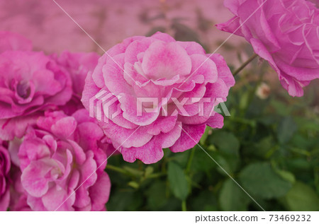 Novalis rose flowers in the garden 73469232