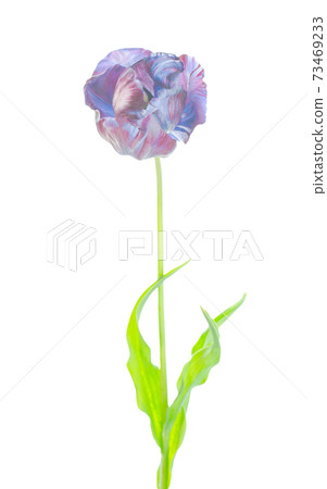 Original exotic blue tulip flower isolated 73469233