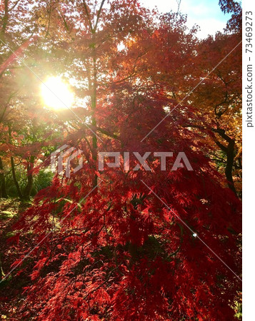 Autumn leaves and sun Autumn leaves and sun 73469273