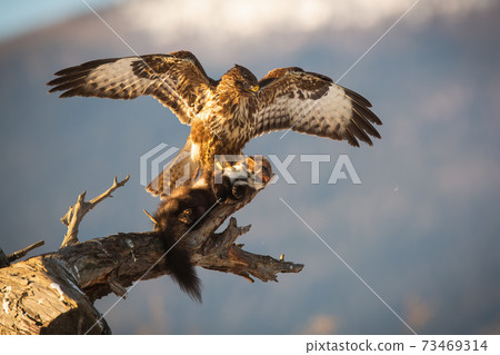 Majestic common buzzard landing on branch with a kill of marten in claws 73469314