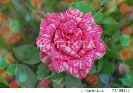 Beautiful pink and white striped rose Pink Intuition 73469352