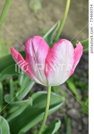 Pink parrot tulip closeup 73469354