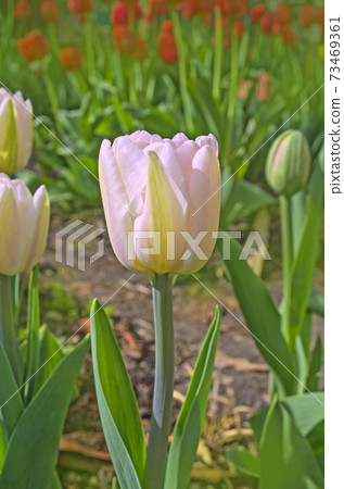 Colorful pink tulip in garden 73469361