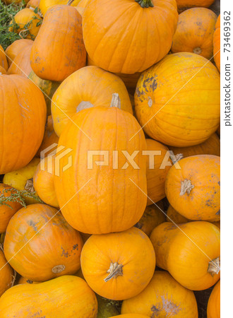 Harvested orange pumpkins Harvested orange pumpkins 73469362
