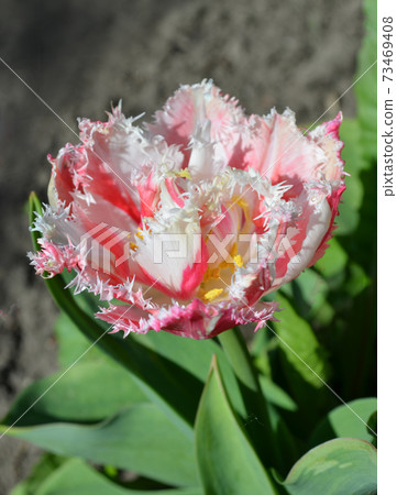 Terry fringed pink tulip 73469408