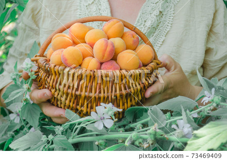 Apricots on nature background. Fresh apricots in the basket. 73469409