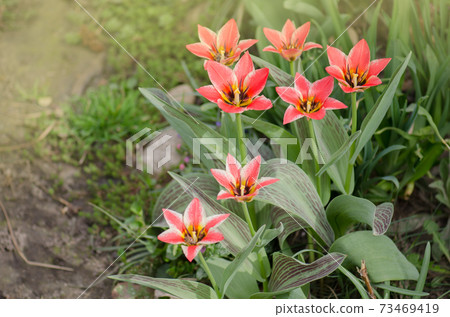 Beautiful tulip with stripe 73469419